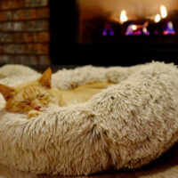 Pet Donut Bed